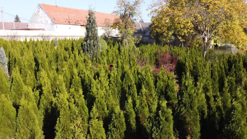 Fotka ze školky a lesních sazenic